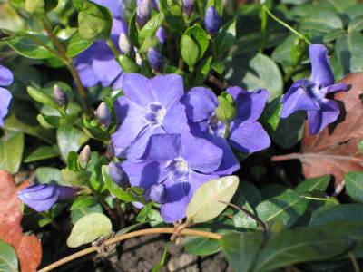 vinca minor
